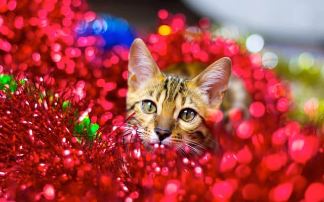 sneaky cat in holiday decorations